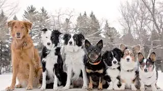Самые интересные ФАКТЫ про СОБАК