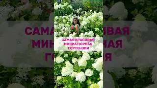 ДАРИМ ГАЙД ПО УХОДУ ЗА ТУЯМИ НА 10 ЛИСТАХ👉в описании канала #гортензии #гортензияметельчата#сад