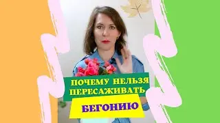 Почему нельзя пересаживать  бегонию