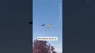 Ataque a drone por ave