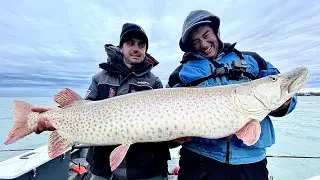MUSKY Fishing St Clair | GAME of FAT Inches!