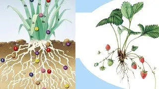 Минеральное питание.
