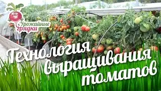 Технология выращивания томатов #urozhainye_gryadki