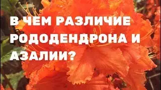 КАК ОТЛИЧИТЬ РОДОДЕНДРОН ОТ АЗАЛИИ? Это просто!