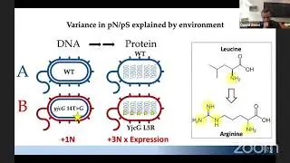 David Zeevi: Resource conservation manifests in the genetic code.