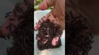 Respect Fire ants stung skills man so cool 