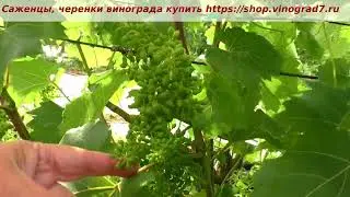 Кишмиш 342 или Венгерский- усыпан гроздями молодой куст, ранний срок созревания, сладкий и вкусный