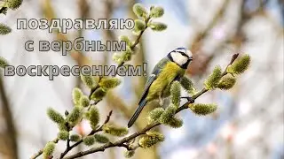 Красивое поздравление с вербным воскресением!