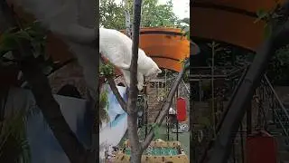 Неловкий КОТ на дереве.