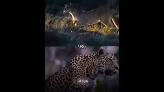 Пума vs Леопард#животные #versus