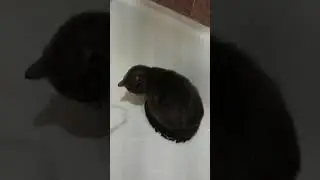 Уникальный котэ #shortsvideo #shorts #коты #смешные #кошки #cats #cat #смешныекоты