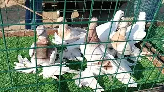 28.07.24 Подольск птичий рынок