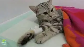 Кошка на стерилизации