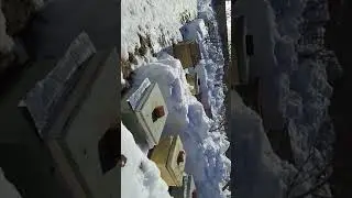 Выставил своих пчелок!!! 100% Зимовка)))