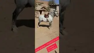 Аспи бузкаши фуруши 2022.