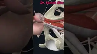 القضيب