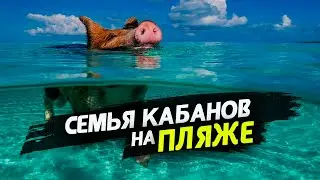Семья диких кабанов гуляет по пляжу. Люди в шоке. У кабанов тоже отпуск. Калининград
