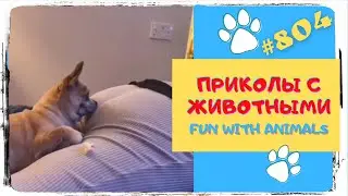 Funny Animals 😸 Приколы про Животных 😹 Подборка Приколов 👍