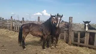 👍Лагуна вернулась к жеребцу