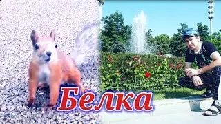 Мы случайно встретили белки в Г. Москве в парке ВДНХ