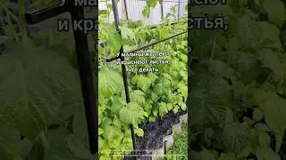 Если у малины желтеют и краснеют листья, это легко исправить. #малина#ягоды#ятвоёудобрение#хештег