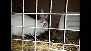 Жених приехал в гости!Ириска хулиганка!Веточки для козочек нужно запасать на зиму!