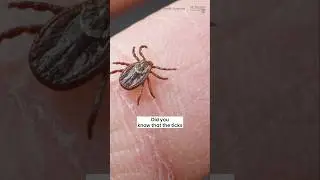 Protect yourself from Lyme disease! #shorts #lymediseaseawareness #machealthsci