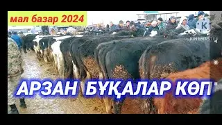 САРЫАҒАШ МАЛ БАЗАРЫ | СИЫР , БҰҚА , ҚАШАР БАҒАСЫ | МАЛ БАЗАР 2024