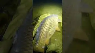 #carpfishing #shorts #рыбалка #fishing #carp #fish