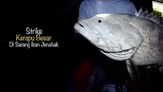 Strike Kerapu Saiz 4.5kg tepi tiang  #86