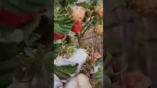 малина ог Келли