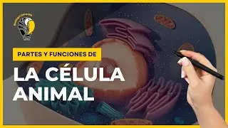 CELULA ANIMAL 👉 Partes y funciones