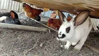 Кролики часть 2. Совместное проживание с курями.