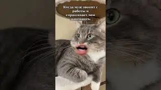 #похититель_ароматов #шура_стоун #говорящийкот #похитюша #шурастоун #говорящий_кот