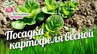 Посадка картофеля весной #urozhainye_gryadki