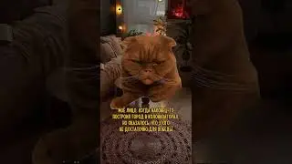 #юмор #настолки  😹