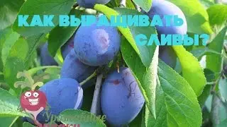 Как выращивать сливы?