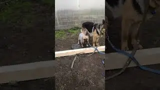 Стоять с выдержкой, Эйс и Марс