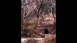 Не всегда сбываются мечты медведяфанов 