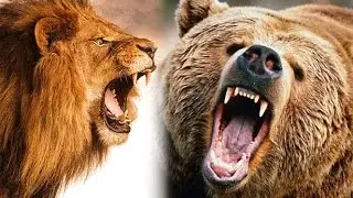 Медведь против льва. Кто сильнее?