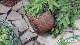 ❗Ель Инверса пендула в ландшафте ❗Посадка ели Инверса пендула