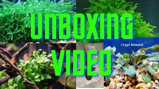 Fish Unboxing and Logitech Brio webcam Test
