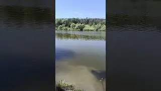 Что может быть лучше в пятницу утром?#shorts #рыбалка #carpfishing #природа