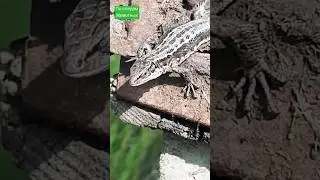 Ящерица крупным планом🦎