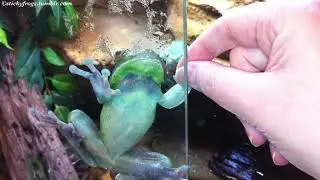 Long Frog enjoys his Dinner with Polite Manners and Holding Hands! Round Frog Consumes!