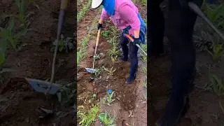 Excellent Weeding Tool 