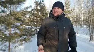 В лес за сосновыми почками.  15.03.2021г.   Кыштовка