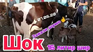 ГОВИ ШИРТЕ МОЛБОЗОРИ РЕГАР НОВИНКА 07.06.20 ПАХТАОБОД ТУРСУНЗОДА ГОВИ ШИРДОР КАРОВА