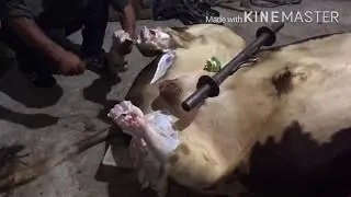 Забой Быка 22