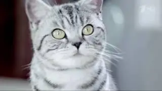 Аdvertising  Реклама Вискас Мясной Паштет Хозяин читает мысли
